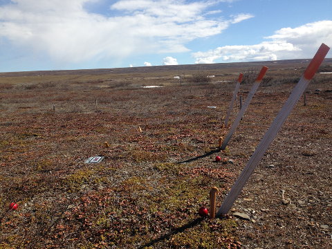 NDVI dry heath tundra plots