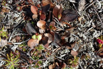 Arctostaphylos alpina (Alpine Bearberry)