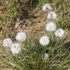 Eriophorum vaginatum (Tussock Cottongrass)