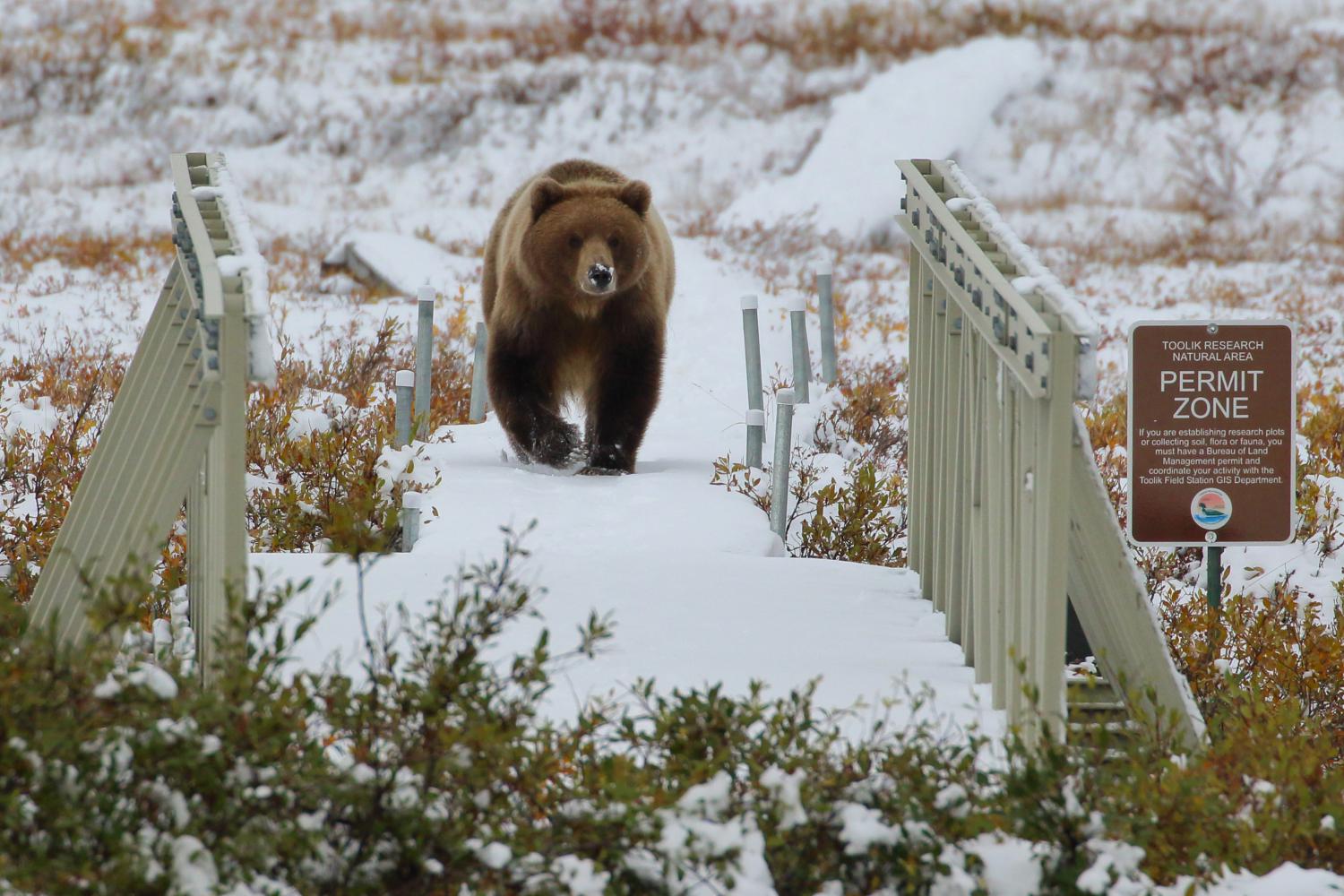 Grizzly bear walks across bridge at Toolik Field Station