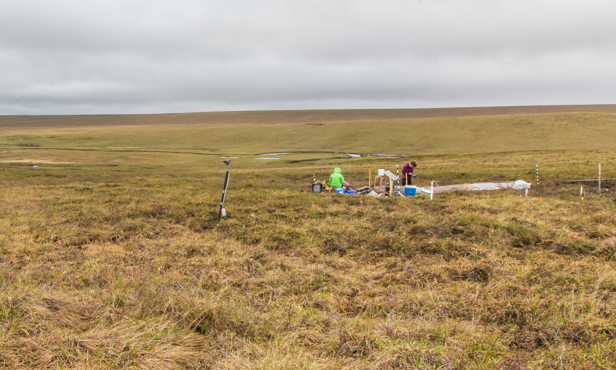 Tundra fieldwork