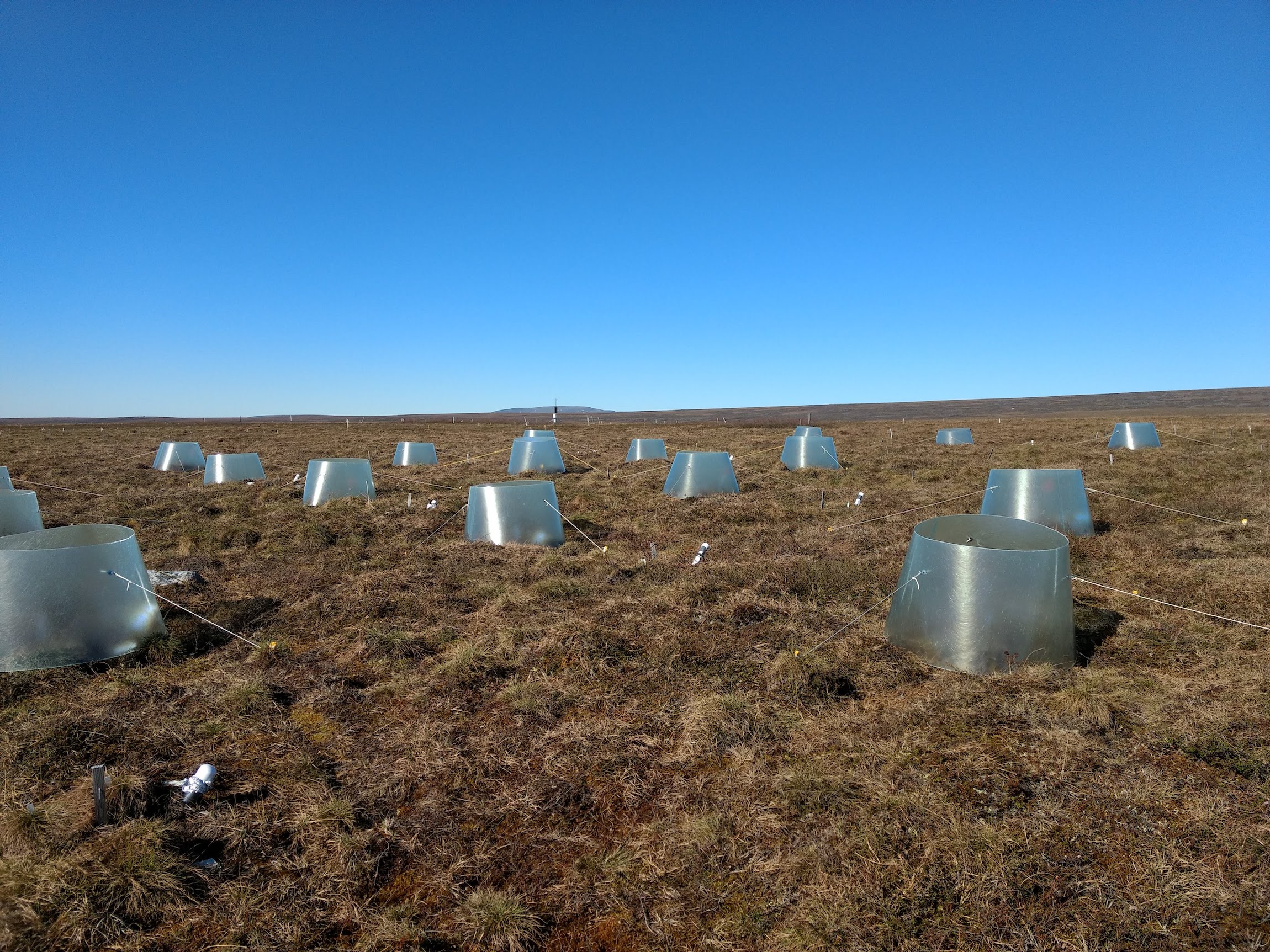 Open Top Chambers warm the tundra at the Ecotypes experimental sites.
