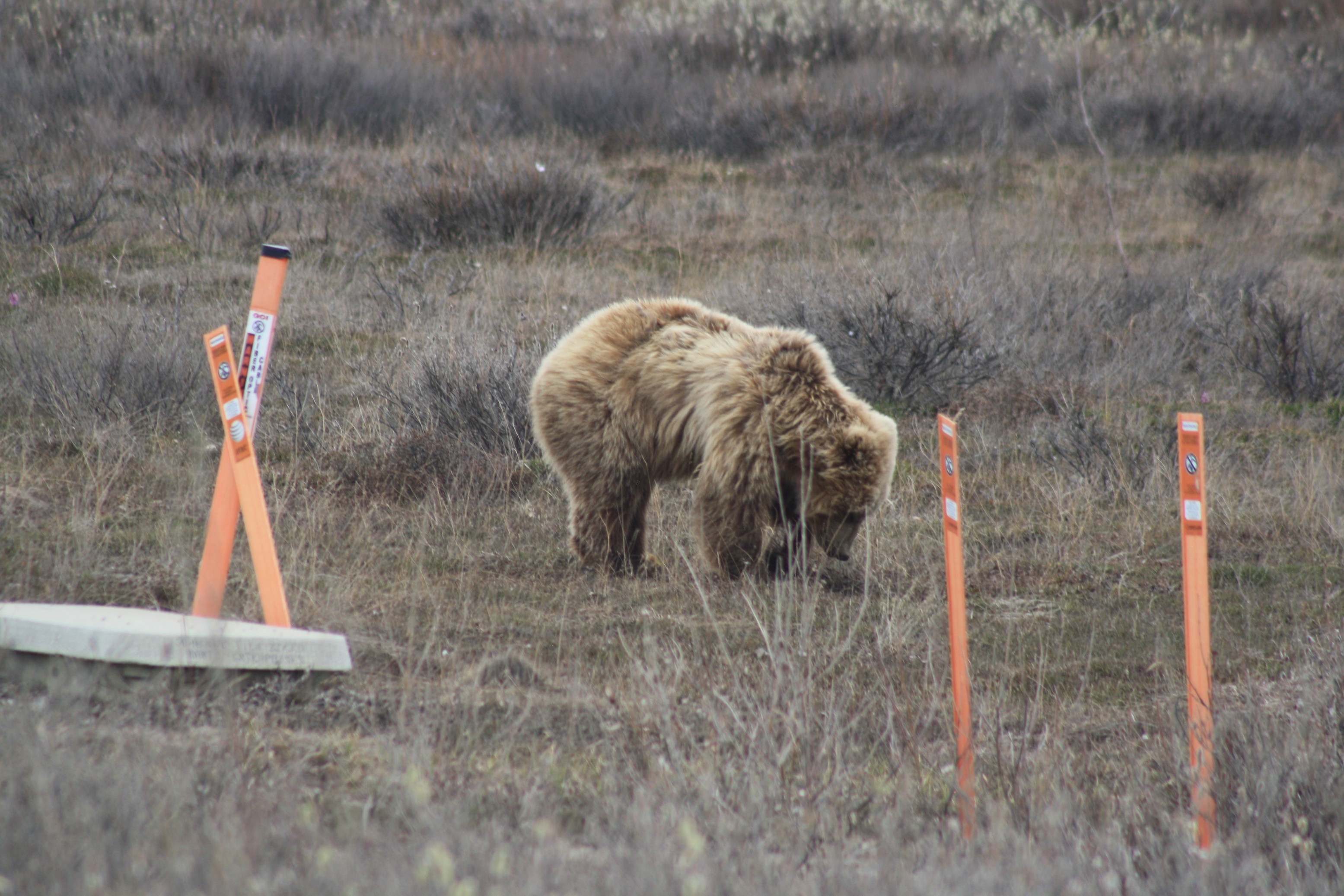 Grizzly digging up plant roots next to buried fiber optic cable
