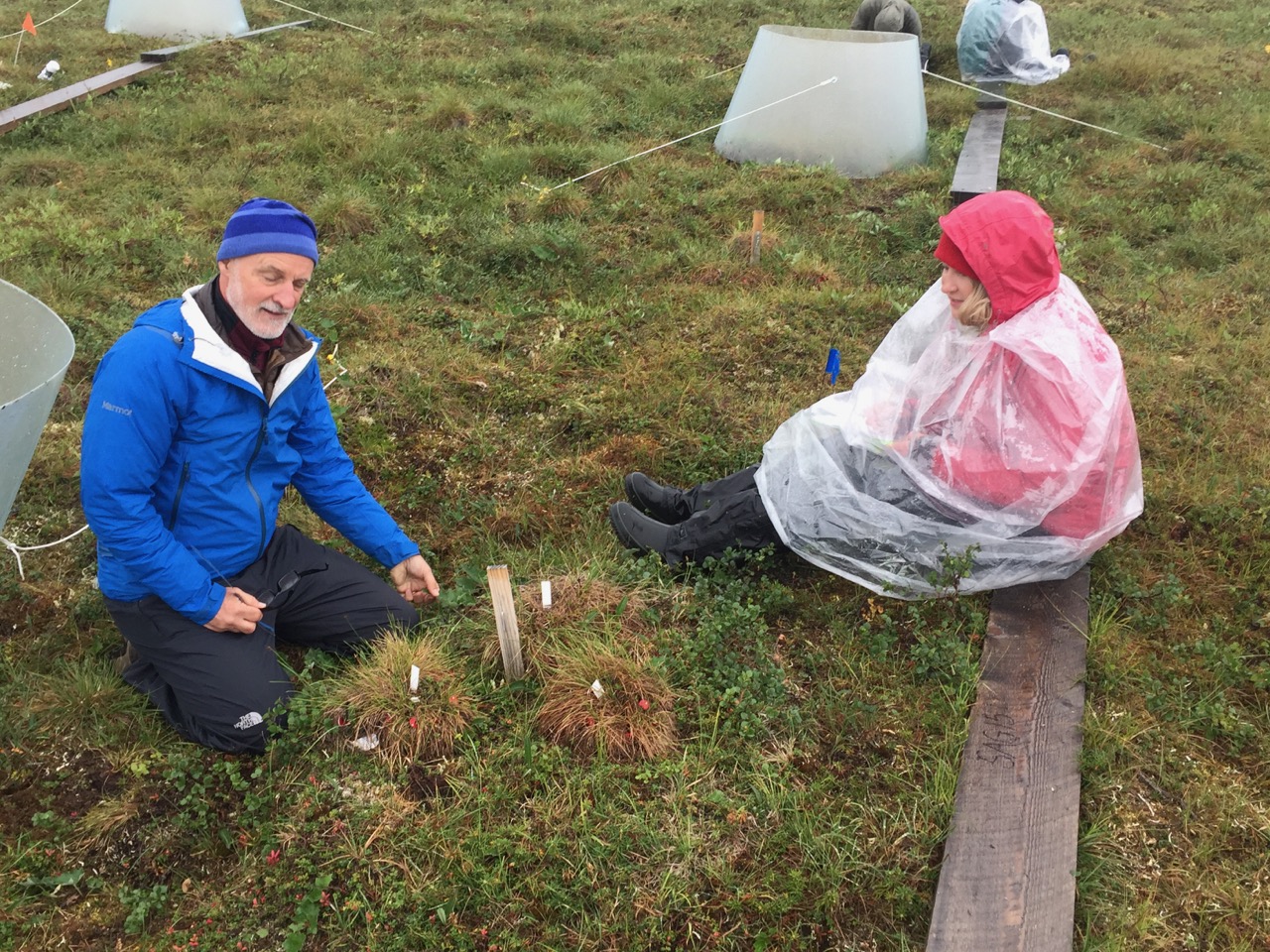 Two researchers return to tussock transplant experiment