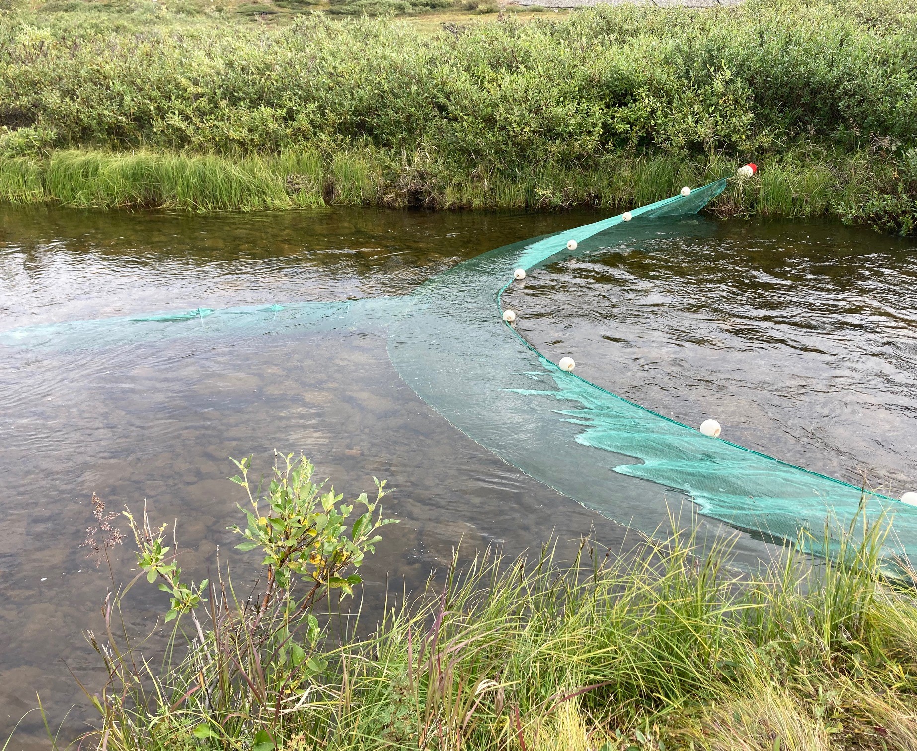 green set net placed in stream