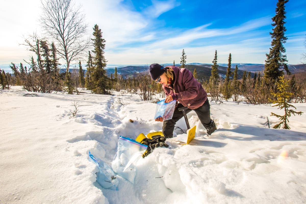 A UAF research assistant professor collecting snow samples.