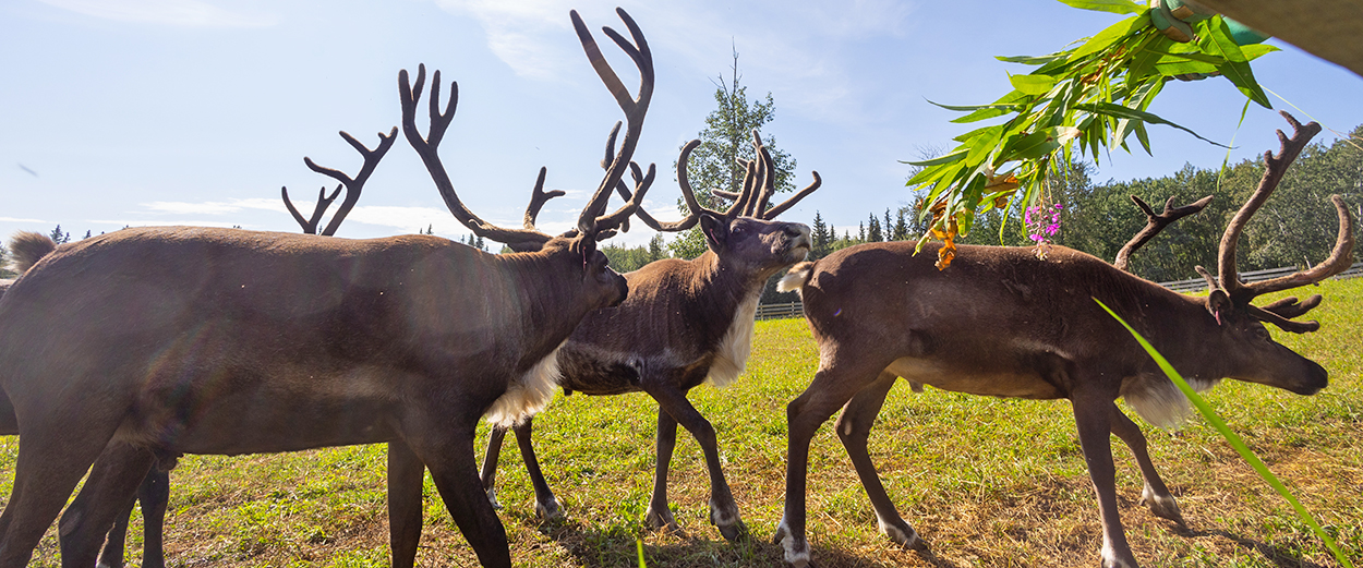 Reindeer at the Large Animal Research Station