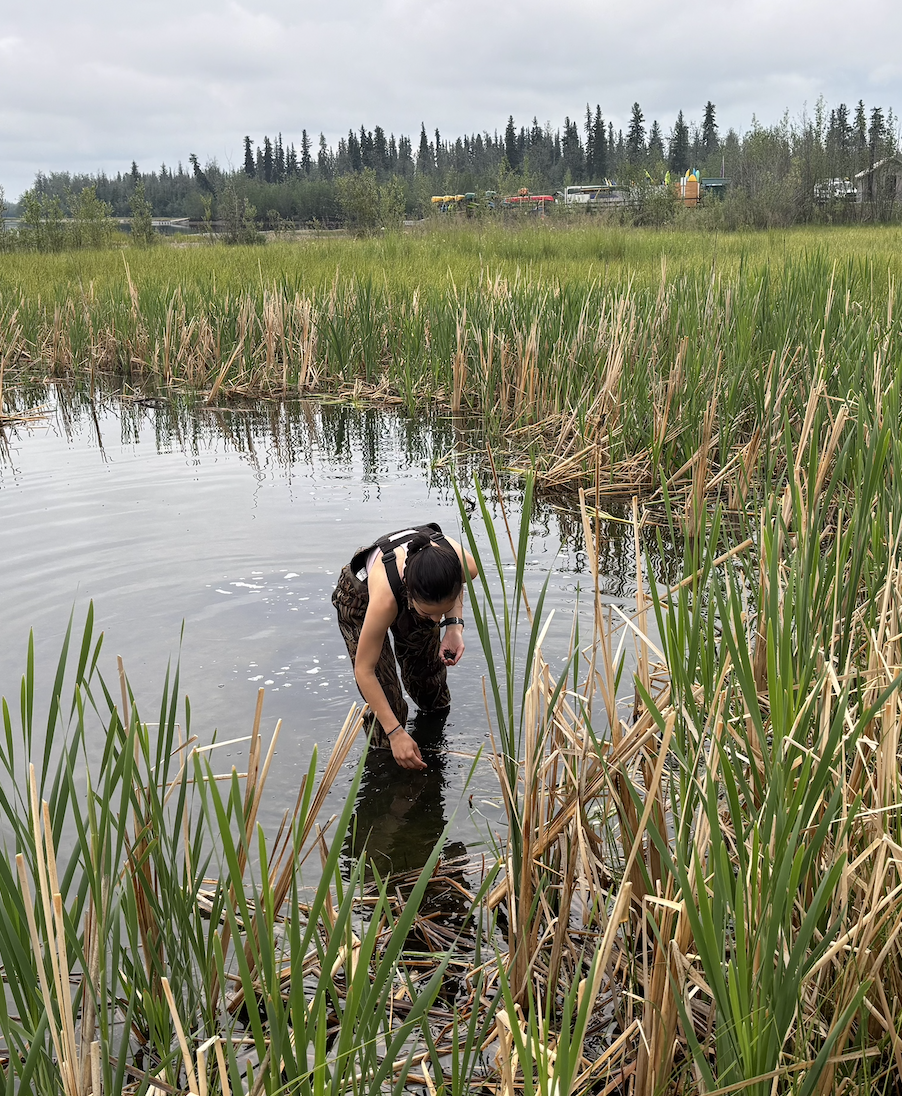 Pirada sampling in the field