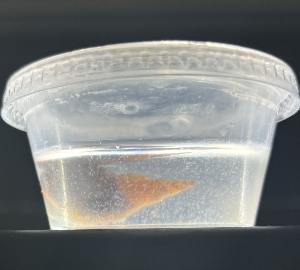 Image of a snail in a collection jar.