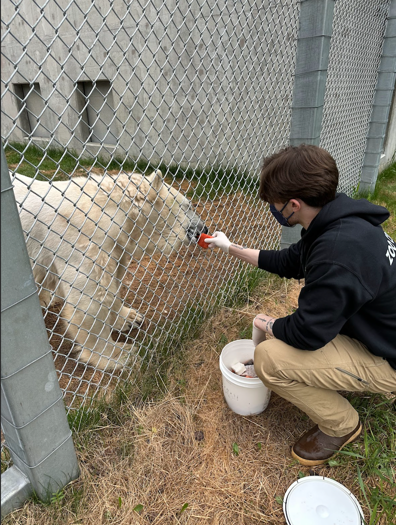 Ethan Stone feeding a bear during his internship with the Alaska Zoo.