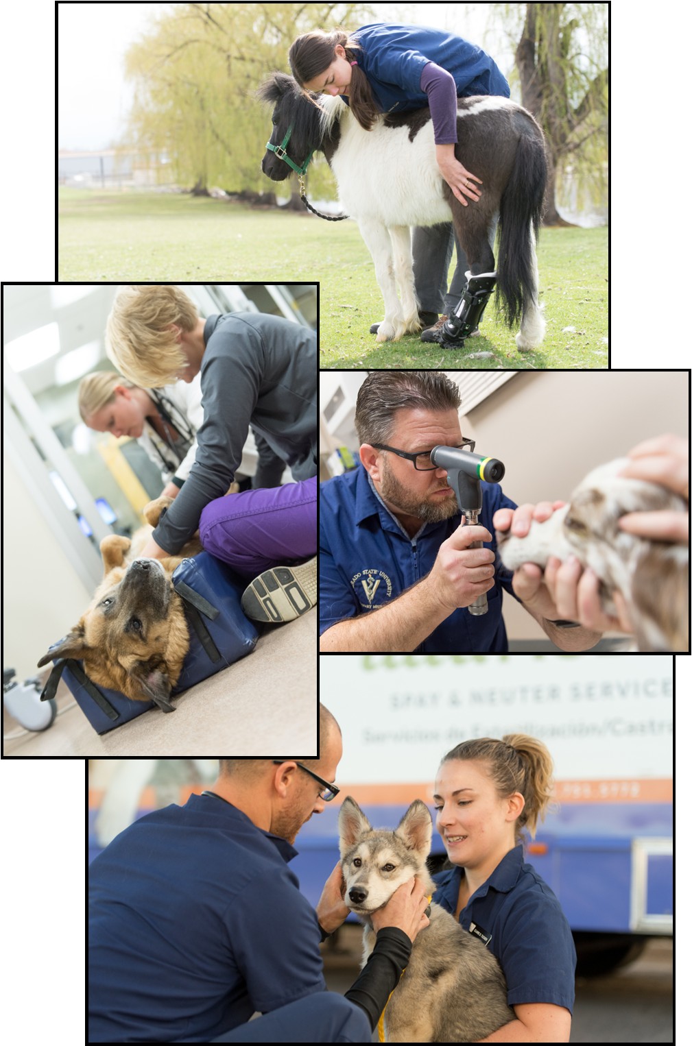 Vet Collage